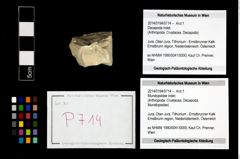 Foto (Objekt + Etikett) von Mundopsidae indet.  (NHMW-GEO-2014-0194-0714)